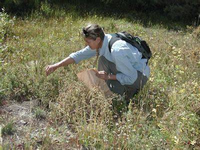 Collecting Native Seed - US Forest Service - raincitystudios.com
