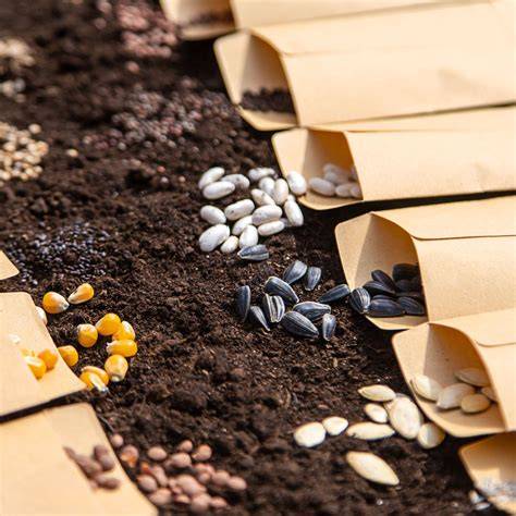 COLLECTING THE SEEDS - raincitystudios.com