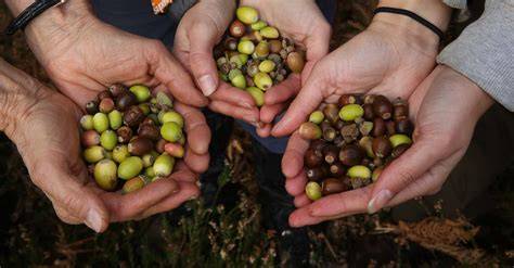 Collecting Tree Seeds - raincitystudios.com
