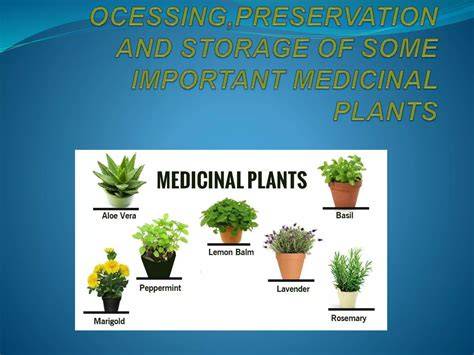 Collection and Preservation of Plants - Biology Discussion - raincitystudios.com