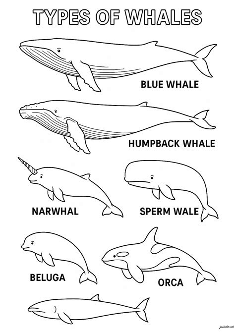 Color Of A Whale - muktibox.com