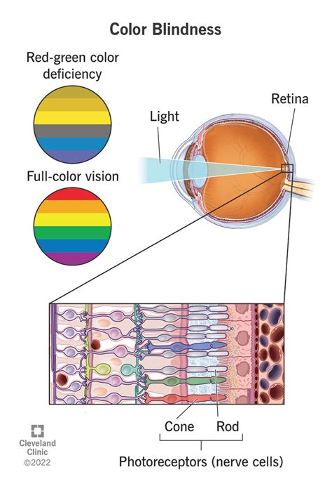 Color vision - muktibox.com