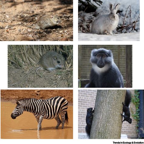 Coloration in Mammals: Trends in Ecology & Evolution - muktibox.com