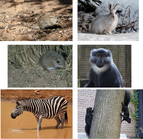 Coloration in Mammals - PMC - muktibox.com