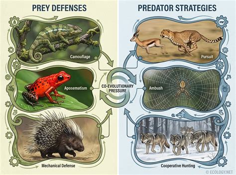 Coloration Predator Prey · Theme - muktibox.com