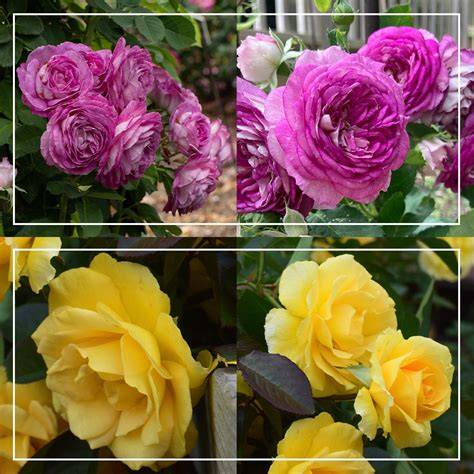Colorful Climbers - Climbing Flower Seed Mix - Eden … - raincitystudios.com