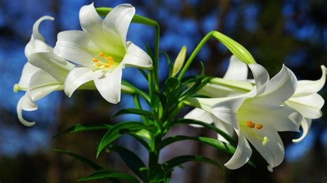 COLUMN: Lilium longiflorum is common to see around Easter