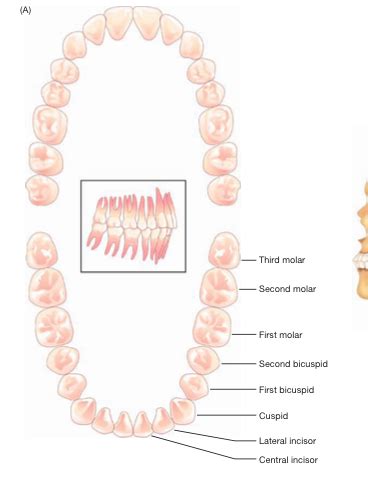 COMD 3120 Exam 1 flashcards Quizlet