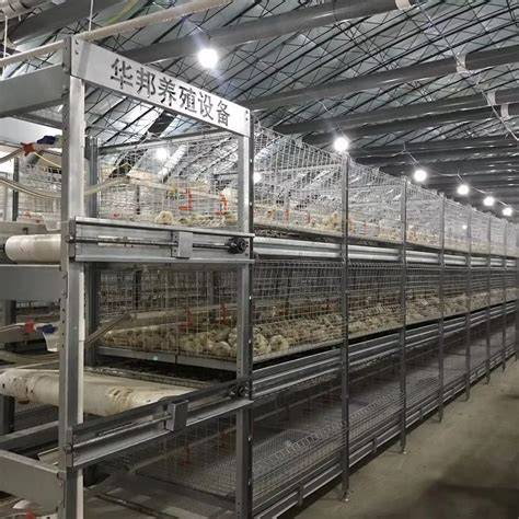 Comfortable Quail Cage for Quail Farming - raincitystudios.com