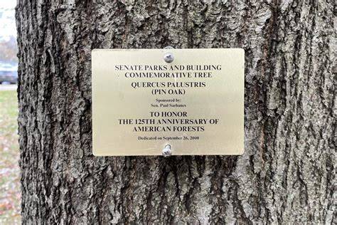 Commemorative Trees | English Heritage - raincitystudios.com
