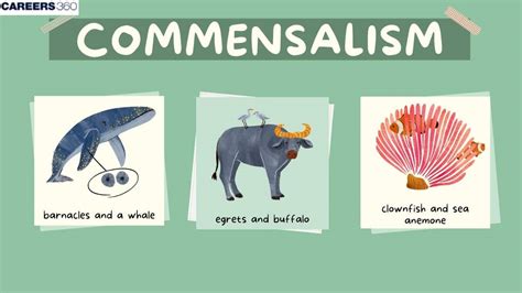 Commensalism | Definition, Examples, & Facts - muktibox.com
