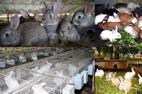 Commercial Rabbit Production - Mississippi State University - raincitystudios.com