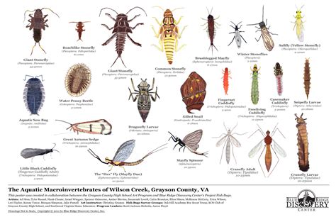 Common aquatic insects & bioindicators - Wild Earth Lab - muktibox.com