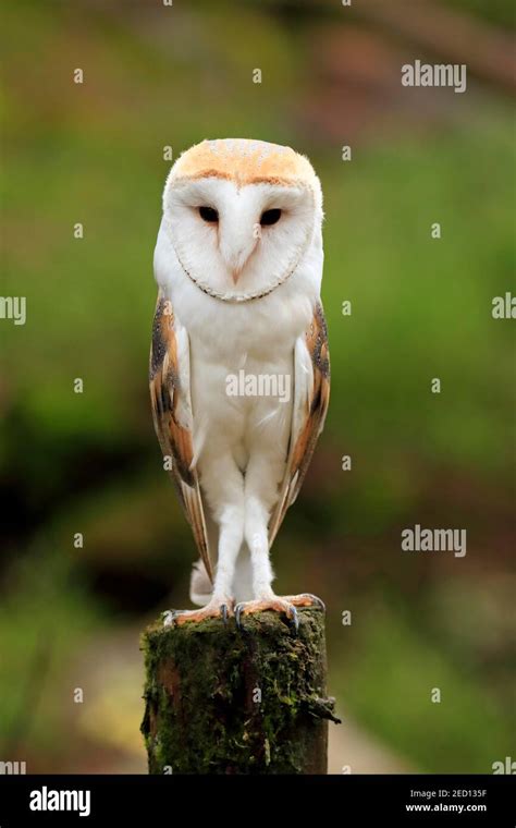 Common Barn-owl - The Peregrine Fund - muktibox.com