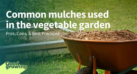 Common mulches used in the vegetable garden - raincitystudios.com