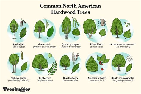 Common North American Hardwood Trees - raincitystudios.com