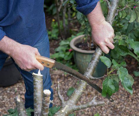 Common Pruning Mistakes and How to Avoid Them | Live to Plant - raincitystudios.com