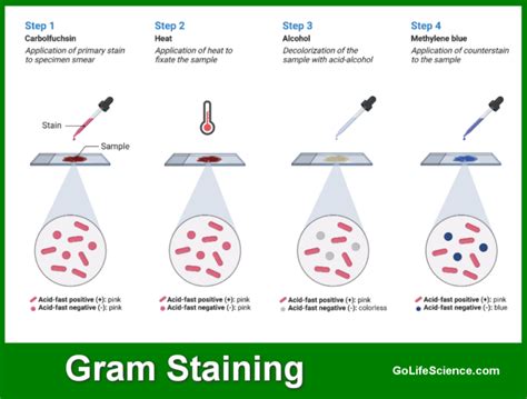 COMMON STAINING TECHNIQUE - muktibox.com