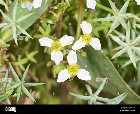 Common Starfruit Aquatic Pests (Damasonium alisma) - Live to Plant - raincitystudios.com
