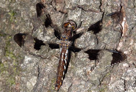 Common whitetail - muktibox.com