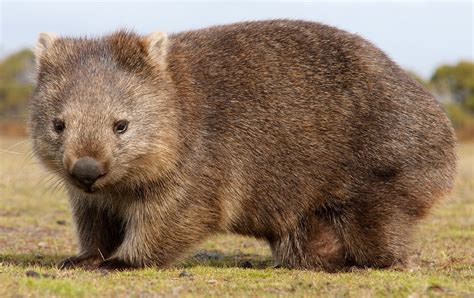 Common wombat - muktibox.com