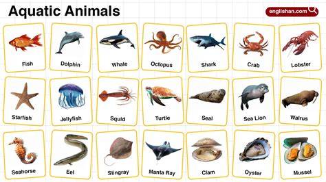 Communication in aquatic animals - raincitystudios.com