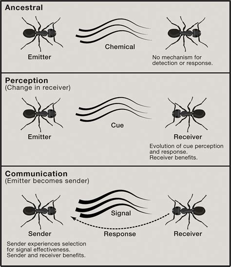 Communication in social insects and how it is shaped by individual ... - muktibox.com