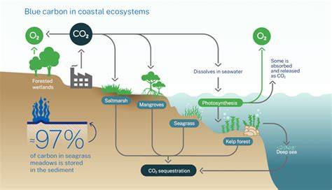 Communities and blue carbon: the role of traditional ... - Springer - raincitystudios.com