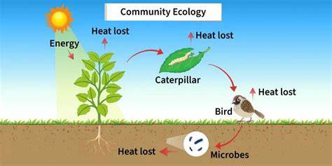Community Ecology | Springer Nature Link - raincitystudios.com