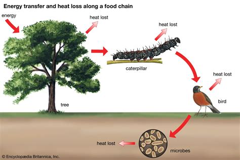 Community Ecology - raincitystudios.com