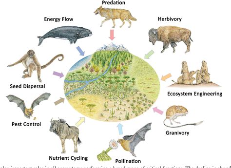 Community structure 4 and functional role of small mammals - raincitystudios.com