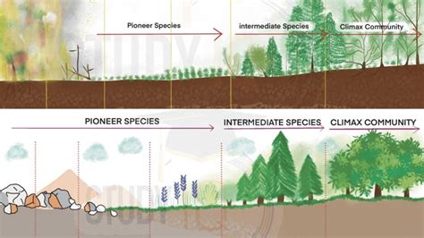 Community structure and stability | Biology - EBSCO - raincitystudios.com