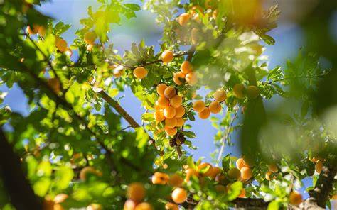 Compact Fruit Trees: Ideal Varieties for Small Gardens - raincitystudios.com