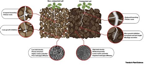 Compacted soil limits root growth, affecting yield - wintechmobiles.com
