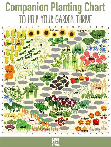 Companion Plant Chart: Planting Explained for Garden Success! - raincitystudios.com
