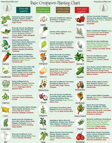 Companion Plant Chart - Vegetables & Fruit - raincitystudios.com