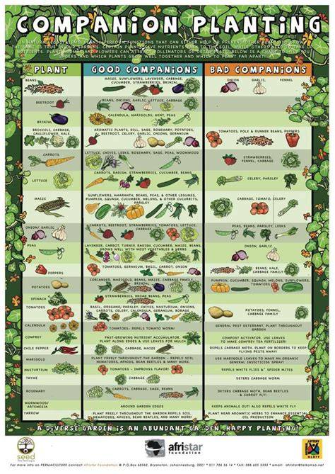 Companion Planting Chart | Growin Crazy Acres - raincitystudios.com