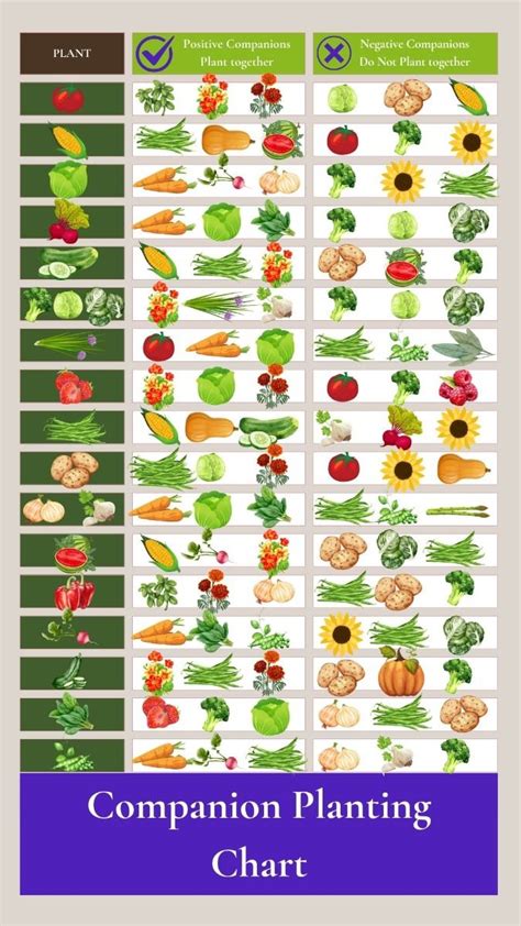 Companion Planting - raincitystudios.com