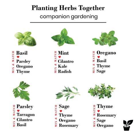 Companion Planting with Herbs: What to Plant Together - raincitystudios.com