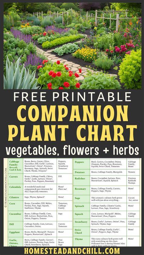 Companion Plants for a Dye Garden - Kellogg Garden … - raincitystudios.com