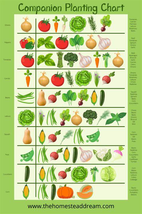 Companion Vegetable Garden Layout | The Old … - raincitystudios.com
