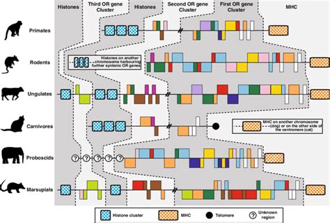 Comparative Cancer Genetics and Veterinary ... - Semantic Scholar - muktibox.com