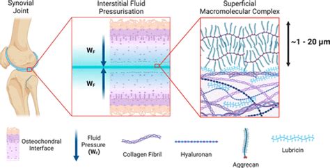 Comparative Tribology: Articulation-induced Rehydration of Cartilage ... - wintechmobiles.com