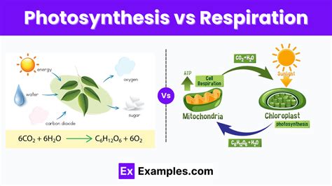 Compare Respiration and Photosynthesis... | Practice Hub - muktibox.com
