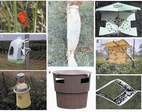 Comparing Different Types of Pheromone Traps for Plants - raincitystudios.com