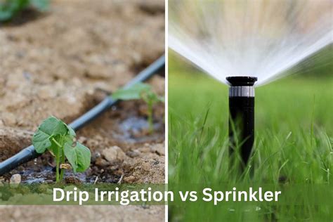 Comparing Drip Irrigation vs. Sprinkler Systems for … - raincitystudios.com