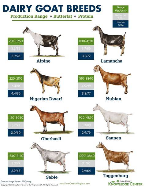 Comparing Milk from Different Dairy Goat Breeds - raincitystudios.com