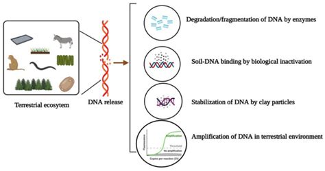 Comparison of Environmental DNA Metabarcoding and ... - Semantic … - raincitystudios.com