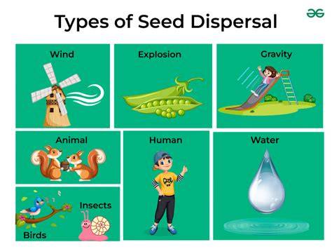 Competing for seed dispersal: evidence for the role of … - raincitystudios.com
