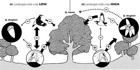 Competing for seed dispersal: evidence for the role of avian seed ... - raincitystudios.com